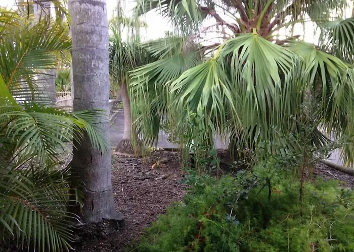 Palms